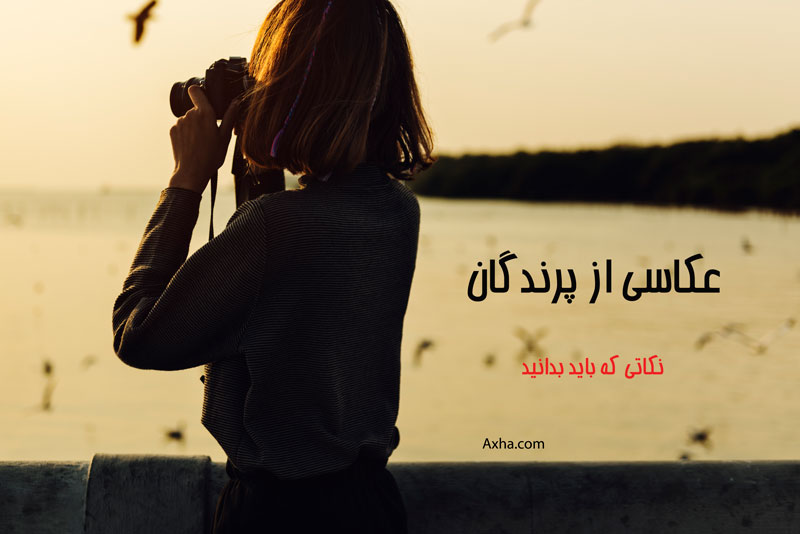نکات عکاسی از پرندگان