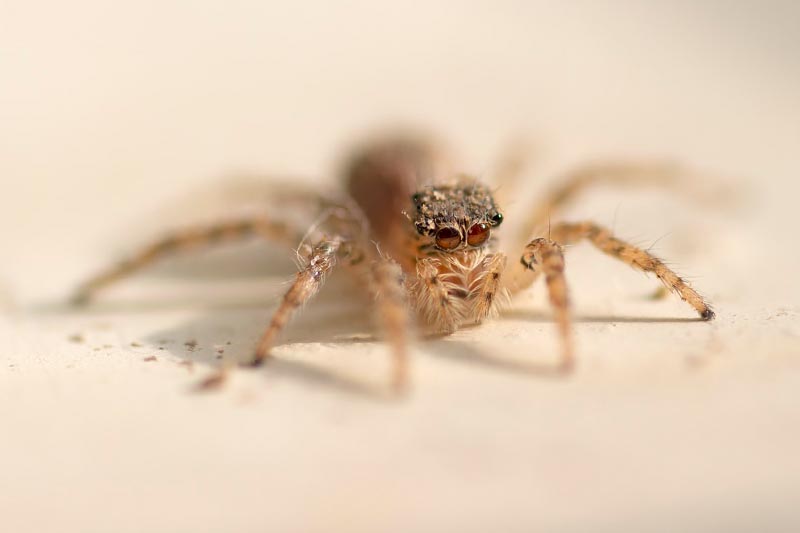 فوکوس دستی در عکاسی ماکرو