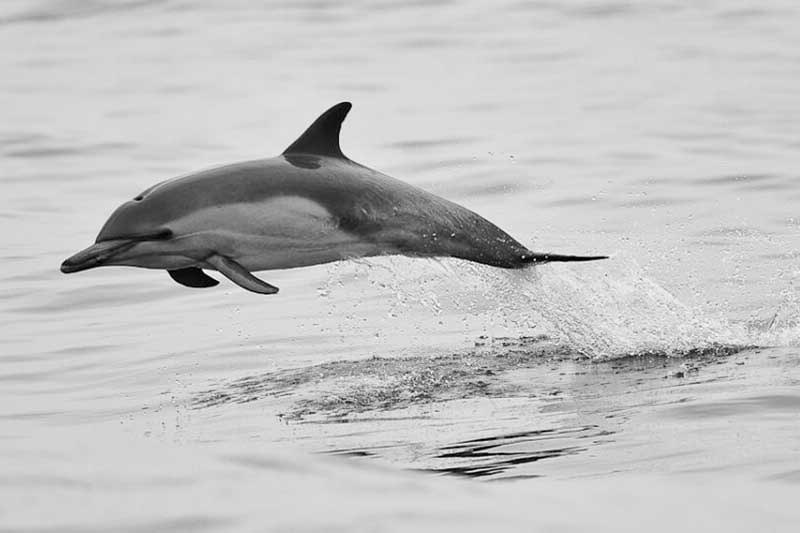 فریز شدن سوژه در عکاسی