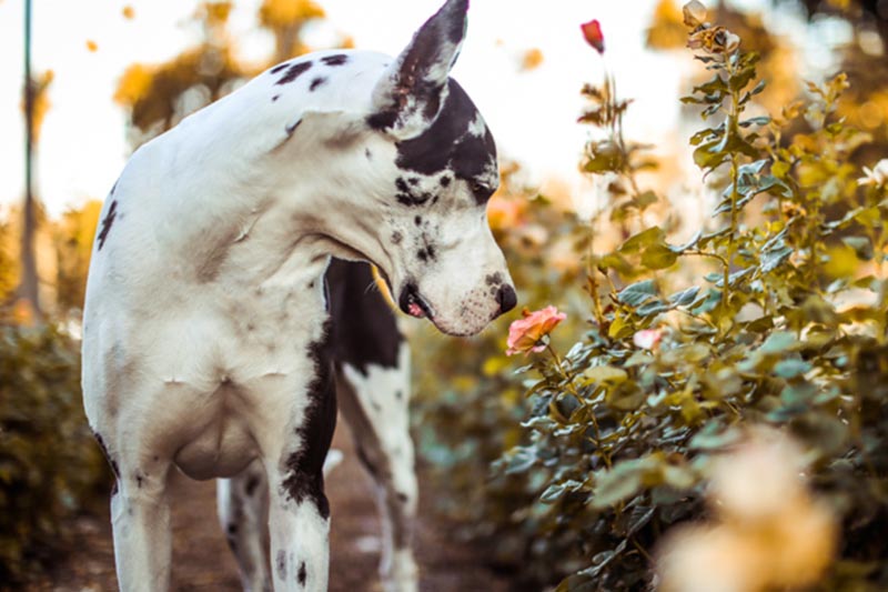 سیستم ثبیت کننده عکس