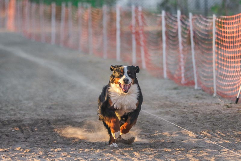 سیستم کاهش لرزش دوربین